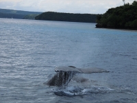 IMG_0335.jpg