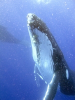 IMG_1075.jpg