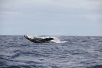 Whale IIII.jpg