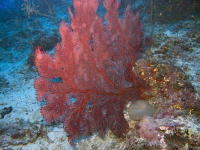 IMG_0500.jpg