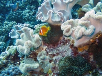 IMG_1184.jpg